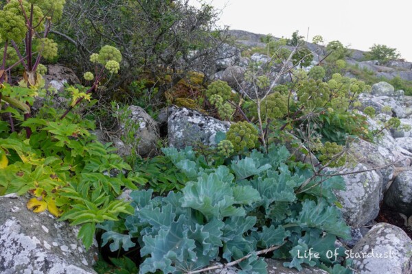 Helleskär Fotö Helleskär Fotö